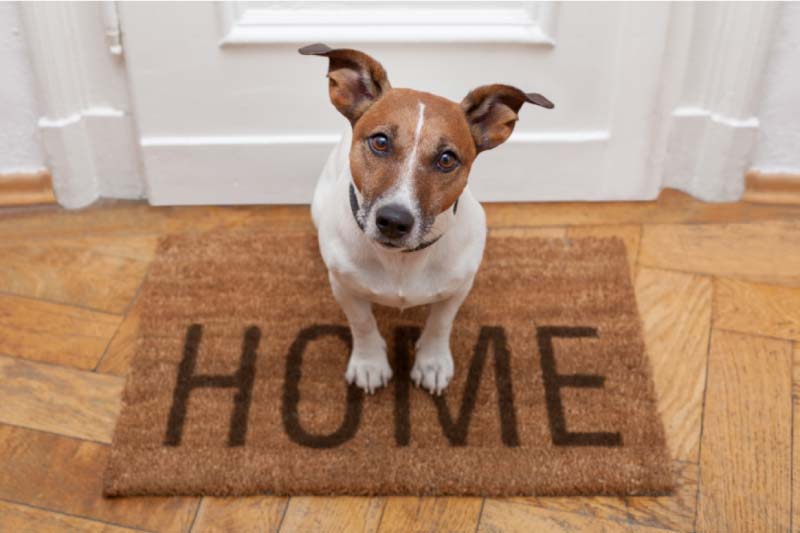 Pets in Rental Properties